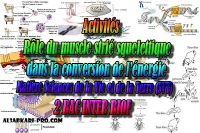 Activités Rôle du muscle strié squelettique dans la conversion de l’énergie 2 bac biof PDF , Sciences de la Vie et de la Terre biof, svt biof, 2 bac biof, Examen National, Devoir, 2 bac inter, PDF, baccalauréat international maroc, baccalauréat international, BAC, 2 éme Bac, Exercices, Cours, devoirs, examen nationaux, exercice, filière, 2ème Baccalauréat, prof de soutien scolaire a domicile, cours gratuit, cours gratuit en ligne, cours particuliers, cours à domicile, soutien scolaire à domicile, les cours particuliers, cours de soutien, les cours de soutien, cours online, cour online.