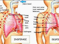 Soal 1 Pre test Sistem Respirasi Biologi Kelas XI IPA