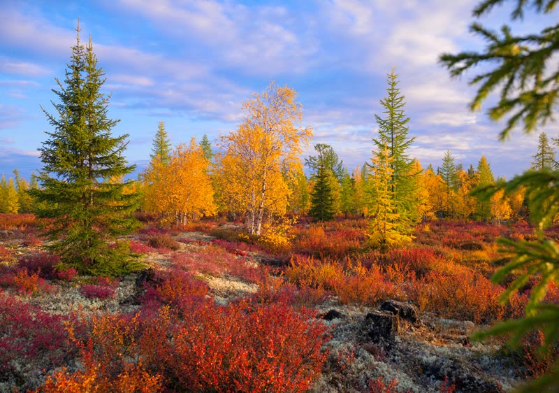 Adjacent zones between taiga and tundra