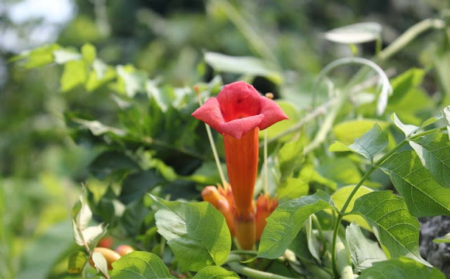 Trumpet Vine Flowers Pictures