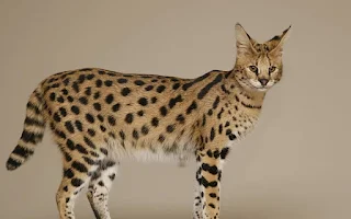 Yellow with black dots and poiny ears Savannah cat is standing on the picture and looking strait forward.