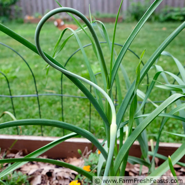 image of garlic scape on a garlic plant in a raised bed garden