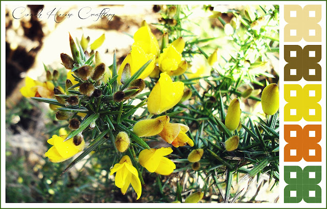  Gorse bush, Whins, Scottish gorse, Gorse flower