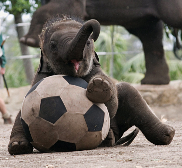 Funny Baby Elephants New Photos Pictures 2012   Funny Animals