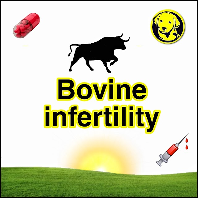 Free Download Bovine Infertility Full Pdf