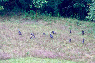 backyard: wild turkeys