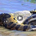 Amazing, Anaconda Swallowed Hippo