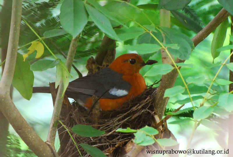 uniquely animals Haiwan yang Menjaga Telur telur dan Anaknya