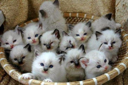kitten cutest cat in the world 100 of the cutest cat photos of all time