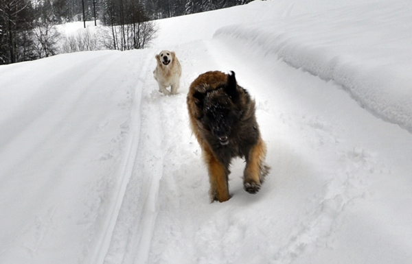 leonberger golden retriever