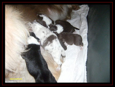 cachorros pastor australiano