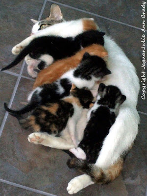 white mommy cat with her six kittens