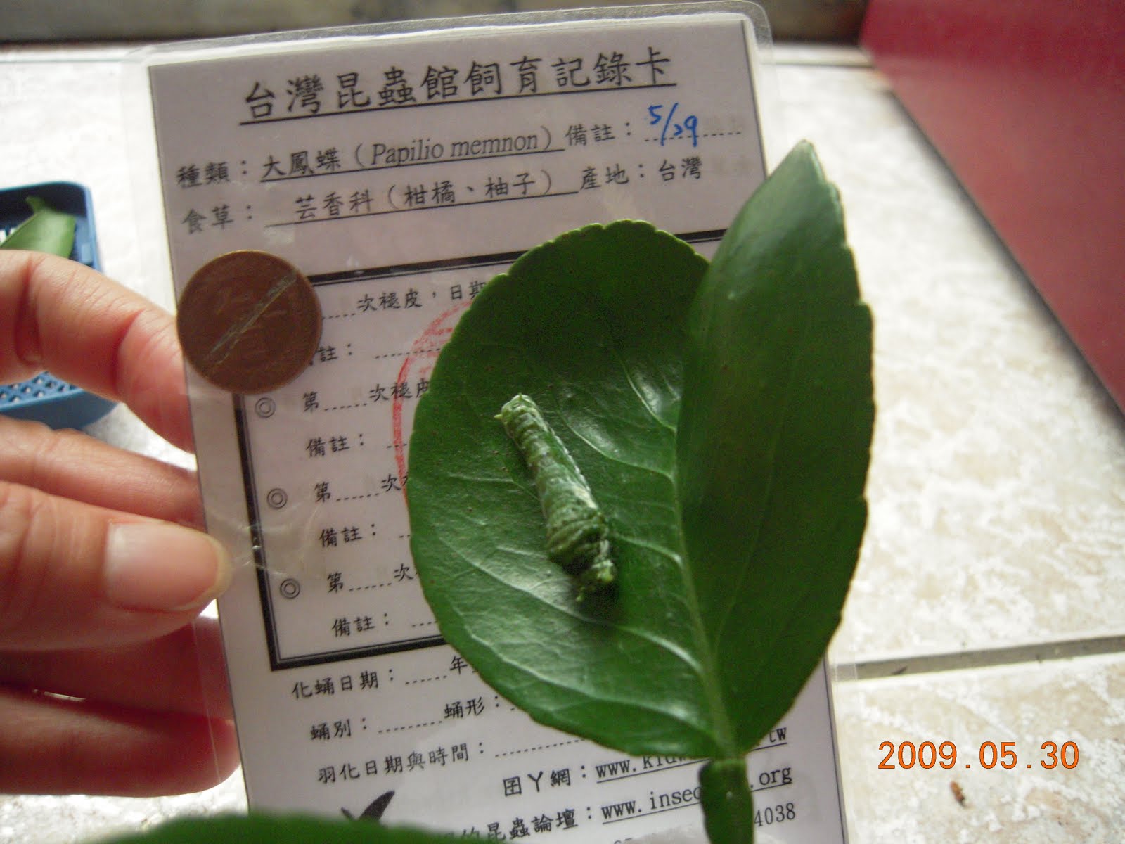 嗜好 大鳳蝶的一生