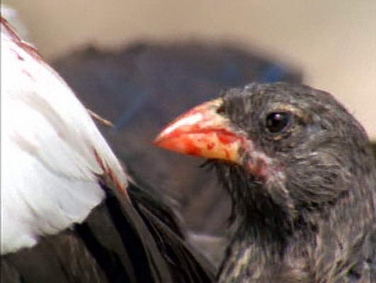 burung pipit vampire