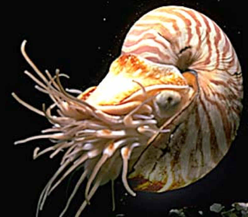 Scientists studying mollusks  discover there is more than 