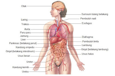 Organ dalam tubuh