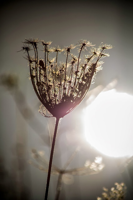 Fotografía de un Diente de León