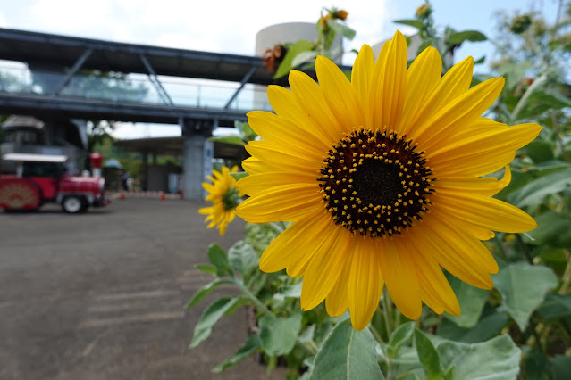 鳥取県西伯郡南部町鶴田　とっとり花回廊　エントランス展示　ヒマワリ（向日葵）