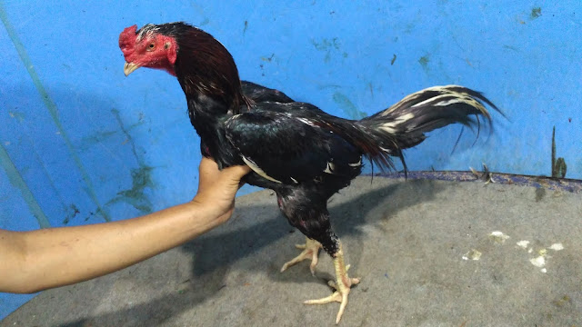 Ayam Bangkok 2020 Pukul Mati Super Istimewa