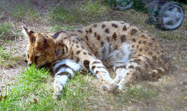 serval at marwell zoo