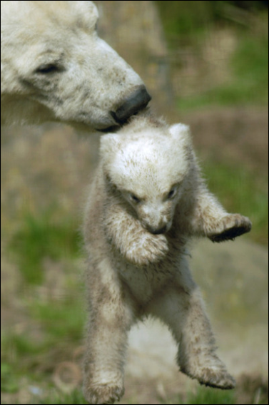 polarbear