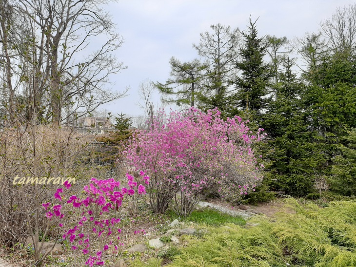 Рододендрон остроконечный (Rhododendron mucronulatum)