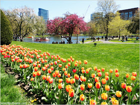 Primavera 2016 Boston Public Garden