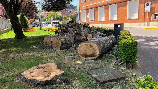 Tala de árboles en el hospital de Cruces