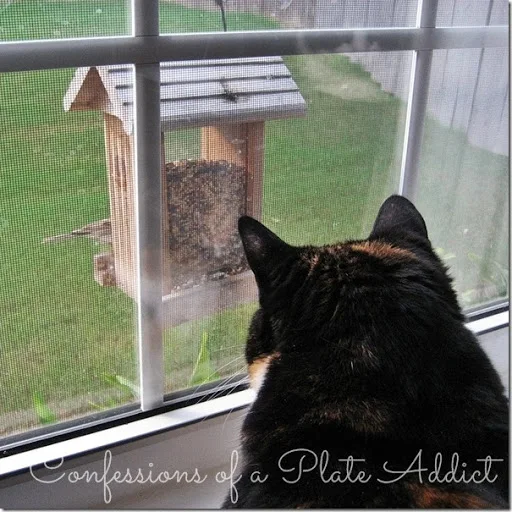 Cat TV