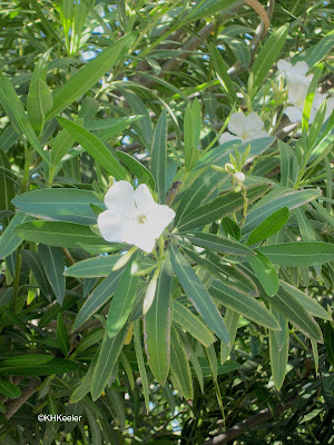 oleander, Nerium oleander