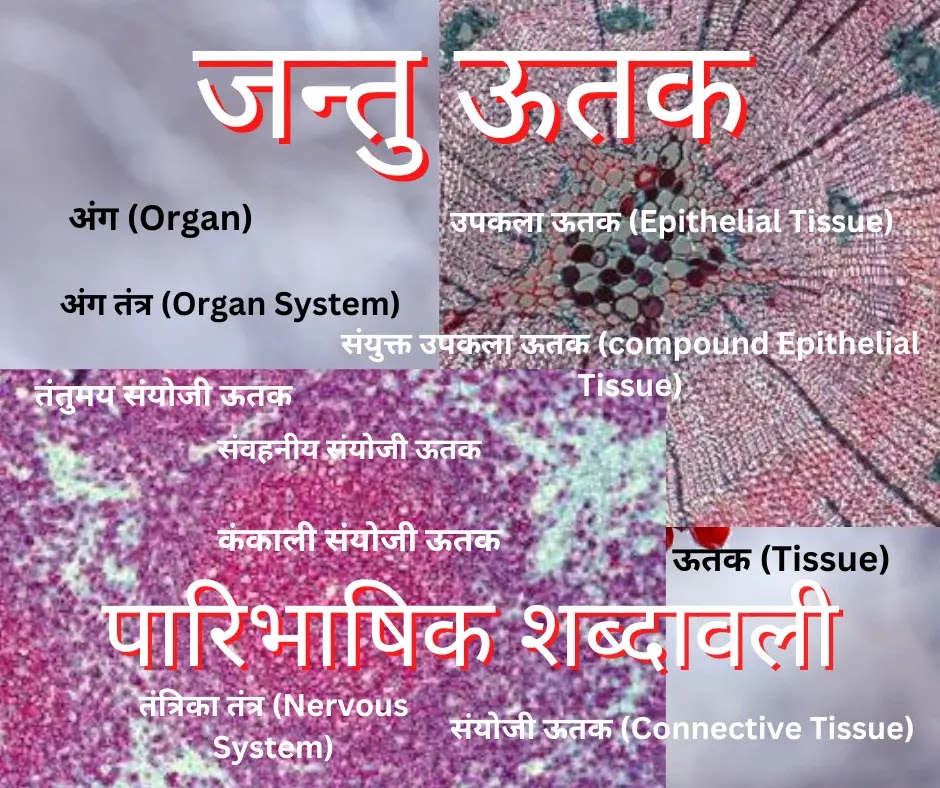 Animal Tissues - Terminology in Hindi