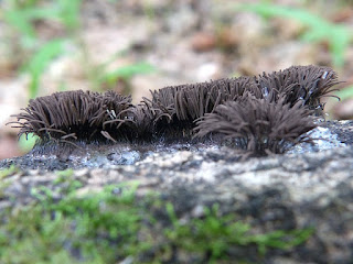 Sous toute réserve : Stémonite splendide - Stemonitis splendens