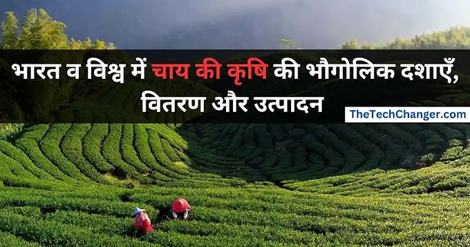भारत व विश्व में चाय की कृषि की भौगोलिक दशाएँ, वितरण और उत्पादन 