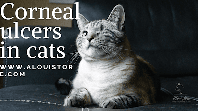 Corneal ulcers in cats