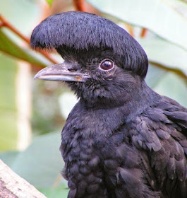 Umbrellabird