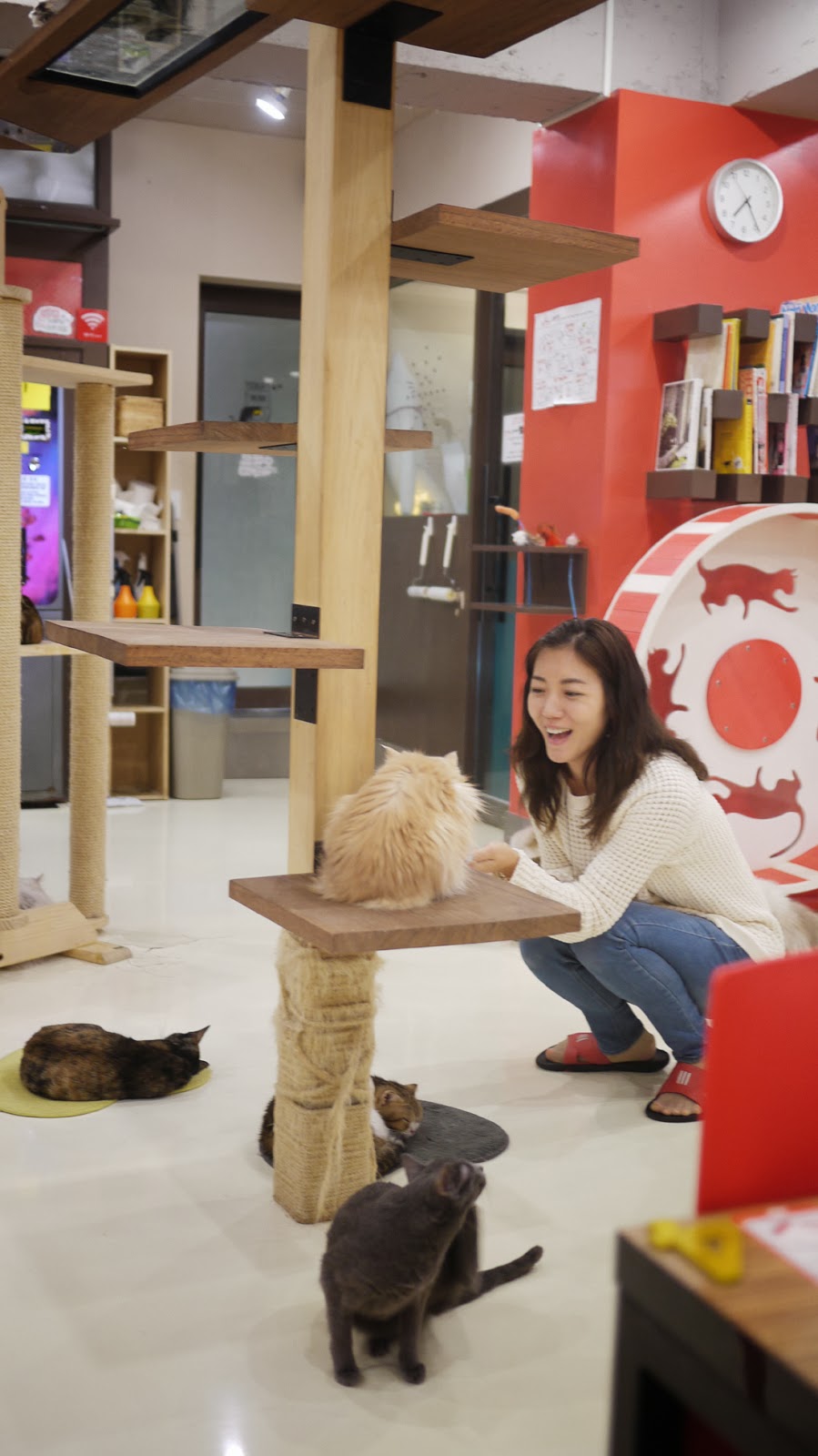 All about Hongdae in Korea Cat  Cafe 