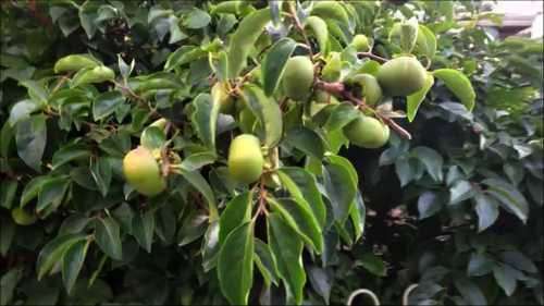 Persimmon, Fuyu Tree with fruits