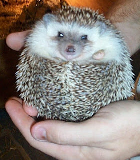 mini hedgehog