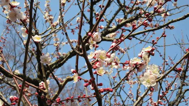 井の頭公園の梅