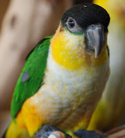 Caique Bird