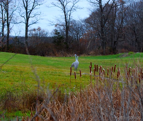 5. cranes out my window-kab