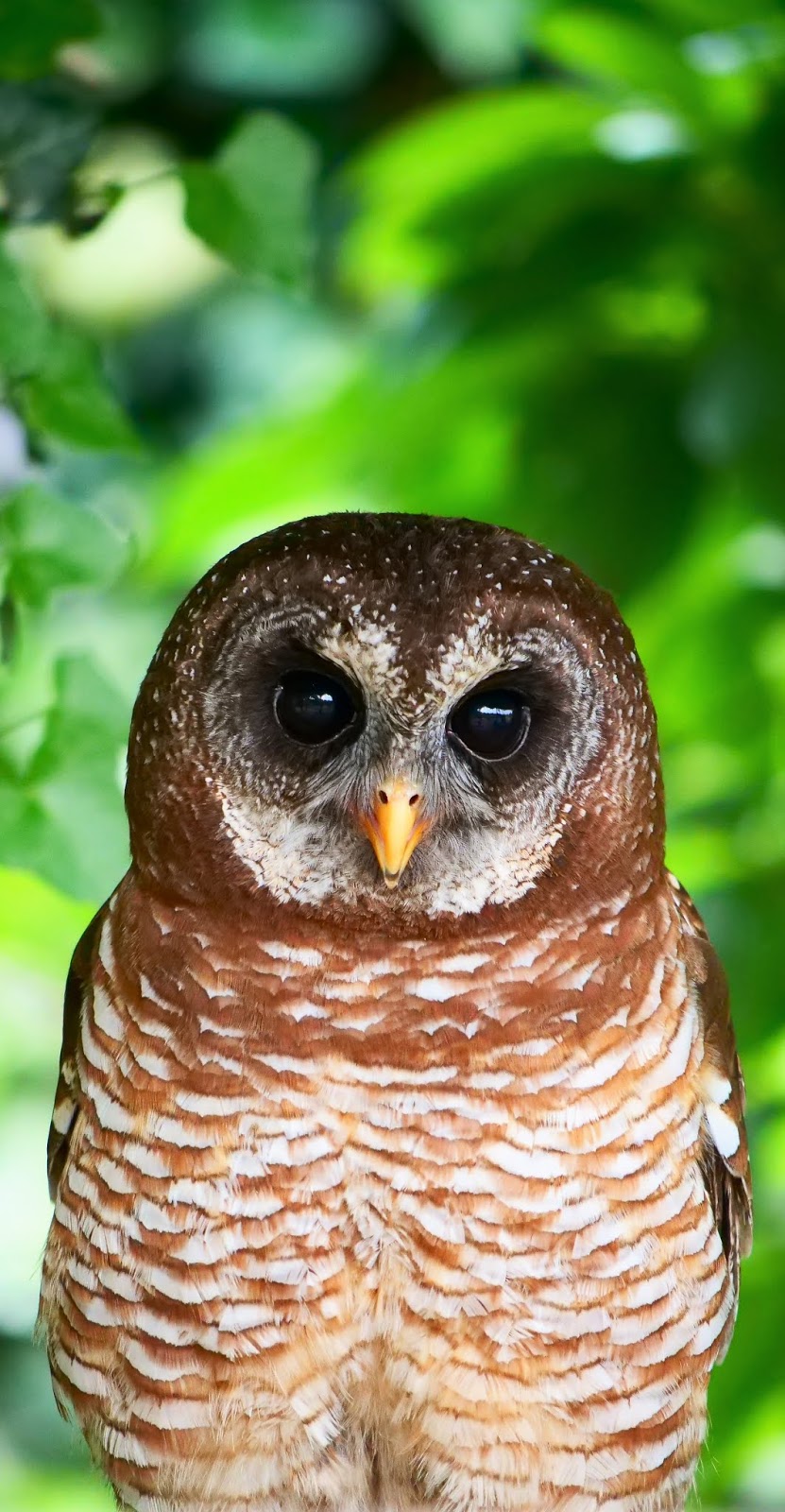 Picture of a African wood owl.