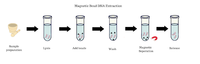 Magnetic Bead DNA Extraction