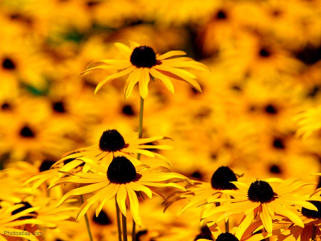 flowers wallpaper yellow flowers wallpaper yellow flowers wallpaper 