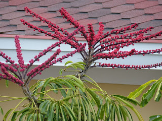 Arbre pieuvre - Arbre ombelle - Schefflera actinophylla