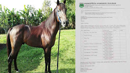 PORDASI Sulbar Kirim 10 Kuda Pacuan Mengikuti Kejurnas di Manado 