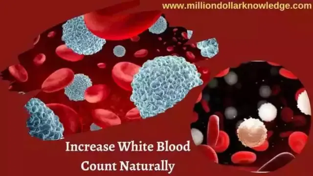 How To Increase White Blood Count