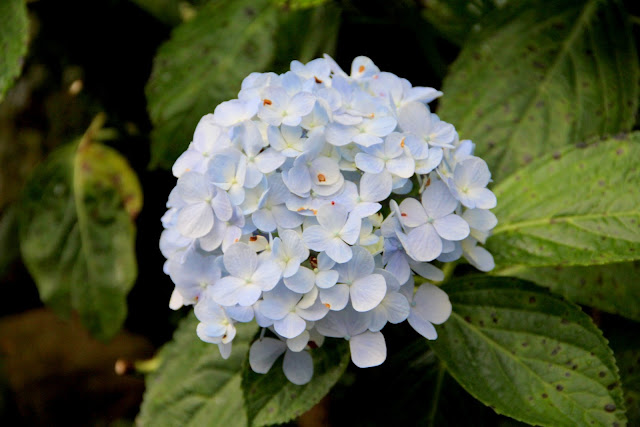 大梯田花卉生態農園 繡球花