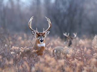 Deer Wallpapers