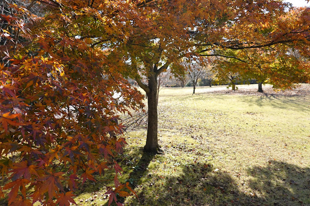 鳥取県西伯郡南部町鶴田 とっとり花回廊 桜の広場